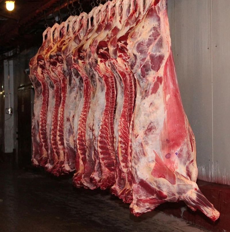 Fresh Meat,