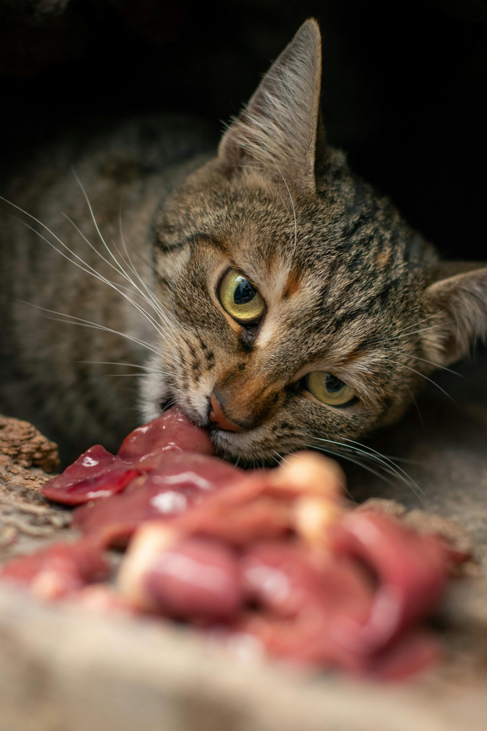 can cats eat raw meat​