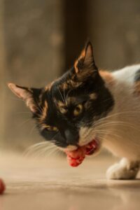 can cats eat raw meat​