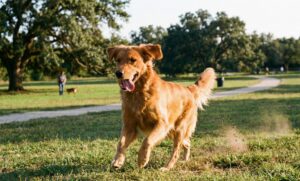 raw chicken for dogs
