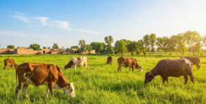 raw leather suppliers export