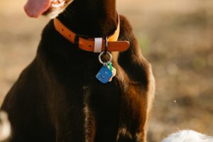leather dog collars