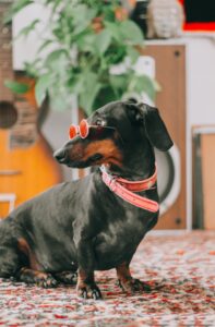 leather dog collars